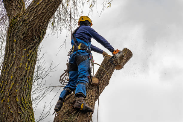  St Marys, KS Tree Removal Pros